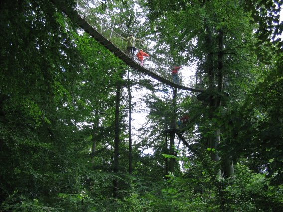 Treetop walking